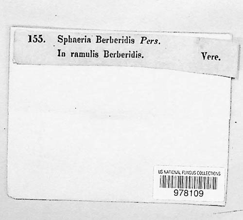 Dothidea image